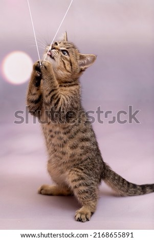 A striped kitten is playing with a string and standing on its hind legs. Lilac pastel background, close-up