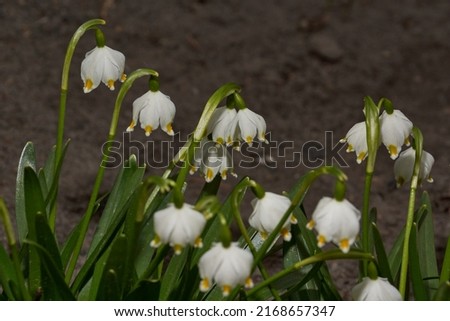 Spring snowflake is blooming. Spring snowflake (lat. Leucojum vernum) is a plant species of the genus Spring snowflake of the Amaryllis family (Amaryllidaceae). Royalty-Free Stock Photo #2168657347