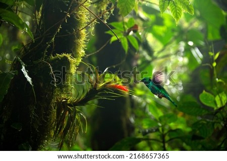 Focus selection. Hummingbird in the rain forest of Costa Rica Royalty-Free Stock Photo #2168657365