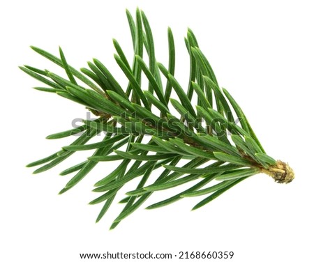 pine branch tree isolated on white background. element for bouquets. Branches greenery elements of plant on white background. Merry christmas, happy new year. Royalty-Free Stock Photo #2168660359