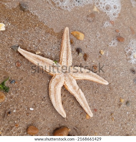 Starfish or sea stars are star-shaped echinoderms belonging to the class Asteroidea. Starfish on the beach in Landguard nature reserve in Felixstowe, Suffolk, East Anglia,  England, Europe. Royalty-Free Stock Photo #2168661429