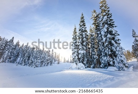 Snow firs in the winter forest. Winter snow scene. Snowy winter nature landscape. Winter snow landscape Royalty-Free Stock Photo #2168665435
