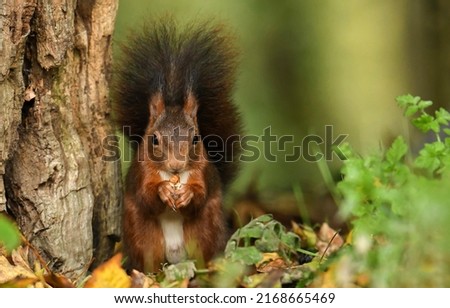 Squirrel with nut in forest. Forest squirrel eats nut