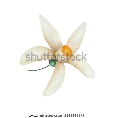 Watercolor illustration of hand painted white blooming flower with five petals yellow in the middle. Isolated floral clip art for summer and spring wedding invitations, textile and packaging prints