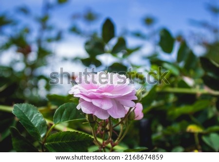 Garden rose, pink rose, blue rose, flowers, garden flowers, beautiful roses, plants with flower, forest with flowers