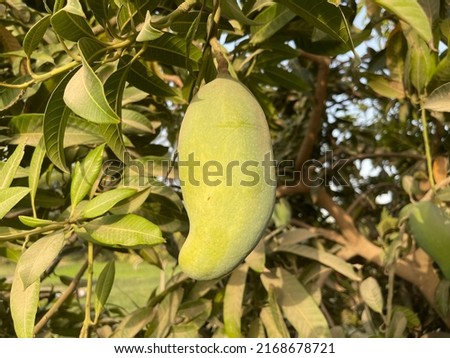 A mango is an edible stone fruit produced by the tropical tree Mangifera indica which is believed to have originated from the region between northwestern Myanmar, Bangladesh, and northeastern India