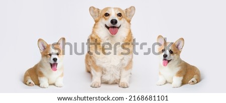 Little smiling dog on gray background. Free space for text. Dog for advertising tape. Playful pet close-up. Dog growth stages. Сorgi puppy and adult dog. Royalty-Free Stock Photo #2168681101