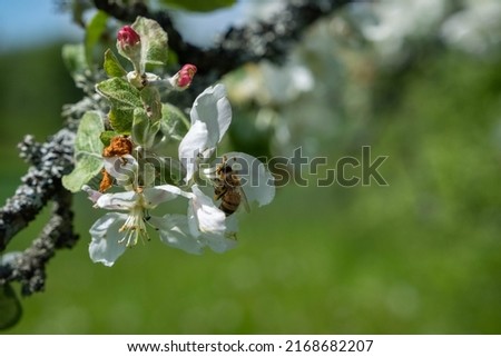 Close up of honey bee on apple tree in spring with white blossoms.