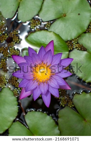 Water flowers. Aquatic garden. Violet water lily. Purple flower with yellow center. Flower with green leaves around