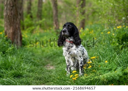 Charming Russian Spaniel sitting in the grass in the forest. Hunting dog. A walk with a dog. Royalty-Free Stock Photo #2168694657