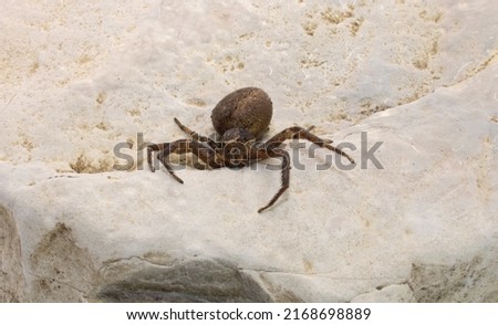 a close up macro of a cobweb spider on a rock.