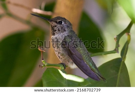 Humming bird in tree on perch