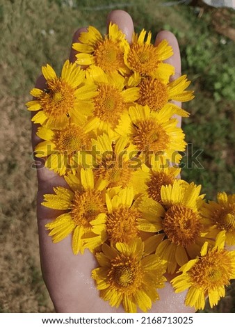 Hand, flower, natural picture, sunflower