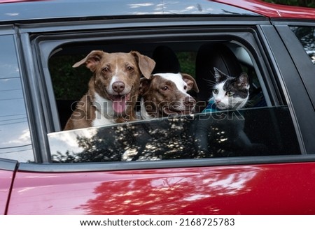 Two large mixed breed dogs and a cat looking at the window of a red car  Royalty-Free Stock Photo #2168725783