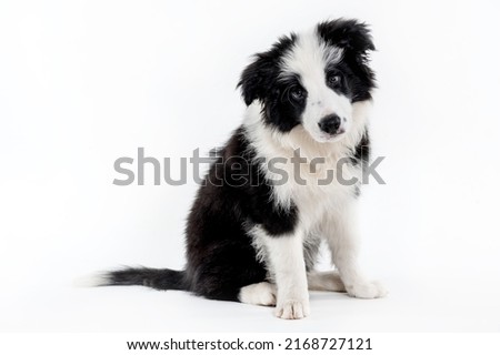 One black and white border collie puppy dog looking and posing for the camera in a studio in a white background Royalty-Free Stock Photo #2168727121
