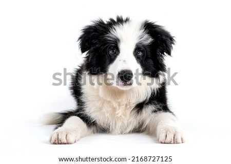 One black and white border collie puppy dog looking and posing for the camera in a studio in a white background Royalty-Free Stock Photo #2168727125