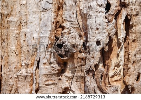 Weathered old wood texture with natural patterns on background