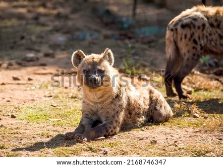 Hyena resting in his cave on a rock with his herd in the African savannah of South Africa is one of the stars of safaris, and one of the great African predators and a dangerous animal.