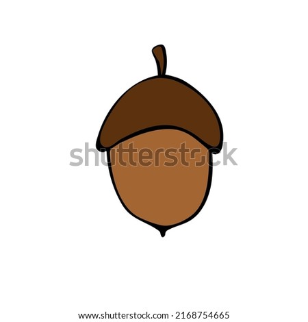 Vector color illustration of acorn. Hand drawn outline illustration, clip art, design element isolated on white background. Theme of nature, forest