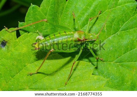 Tettigonia viridissima, the great green bush-cricket, is a large species of katydid or bush-cricket belonging to the family Tettigoniidae, subfamily Tettigoniinae. Selective focus image. Royalty-Free Stock Photo #2168774355
