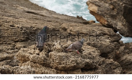 Pigeons sit on a stone against the  the water's edge with foamy waves between huge rocks