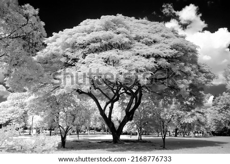 Black and White Infrared photography Lumphini Park, White trees, Outdoor