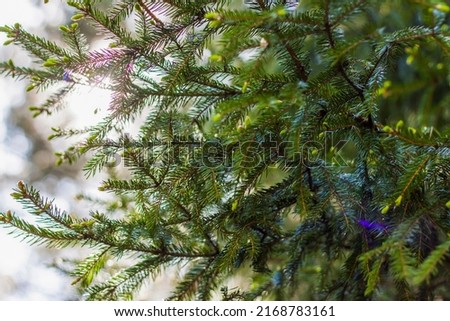 Young spruce branches. Close-up on blurred greenery with copying of space, using as a background the natural landscape, ecology, fresh wallpaper concepts. Selective focus. Spring