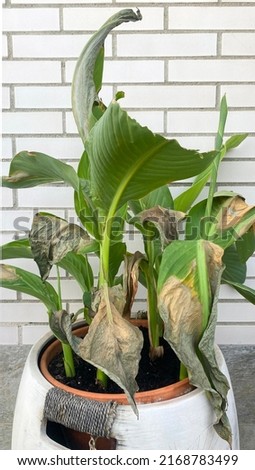 Green leaves of potted plant sunburnt in summer. Plant care in summer