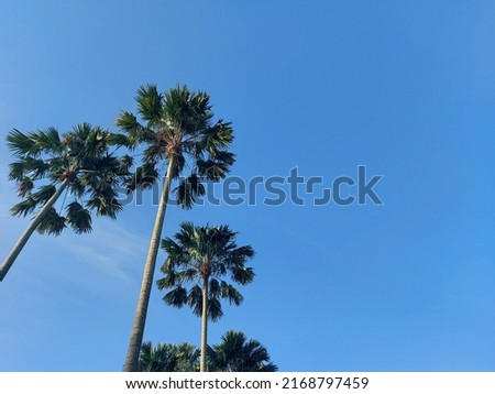 palm tree againts the blue sky. the tree name is Saribus rotundifolius, or the footstool palm or fan palm.  found in Southeast Asia. It is a member of the genus Saribus.