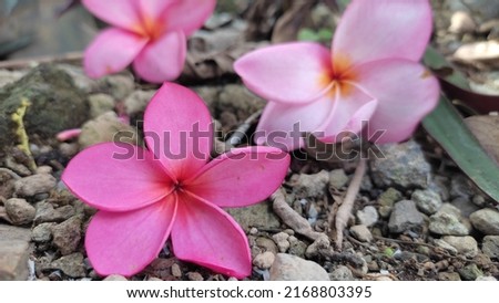 red frangipani flowers during the day