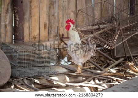 One scared cock among the old ferrous objects - countryside picture