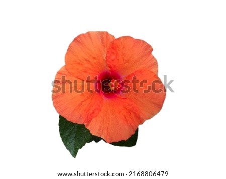 beautiful orange Hibiscus flower isolated on white background