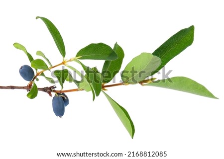 Honeysuckle twig with green leaves isolated on white background. Ripe berries of honeysuckle. Clipping path Royalty-Free Stock Photo #2168812085
