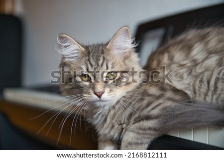 Small Siberian cat near a piano, the cat that loves music. Background picture. Fluffy Cat. Hypoallergenic Cat. 