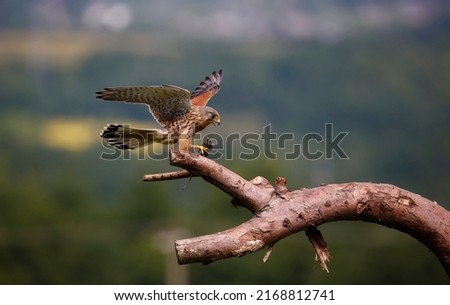 Male kestrel collecting food from a feeding station