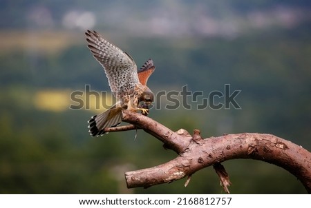 Male kestrel collecting food from a feeding station
