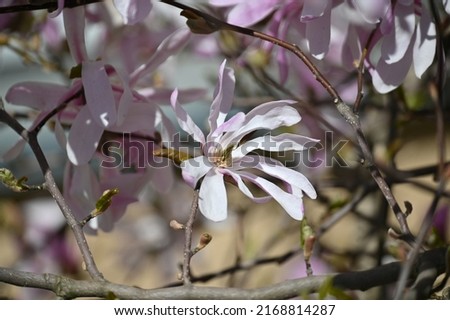 large light pink magnolia tree ring