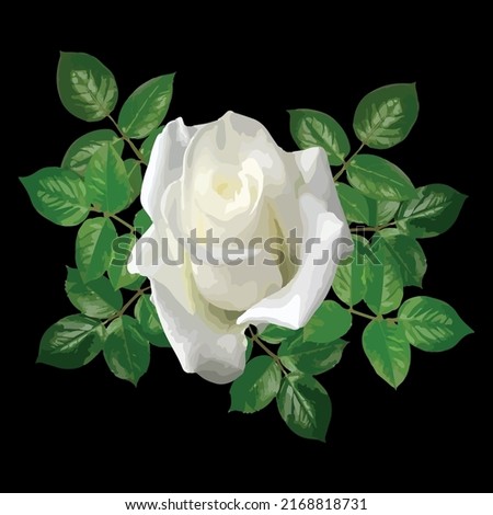 White realistic rose isolated on black background, vector graphic, floral pattern 