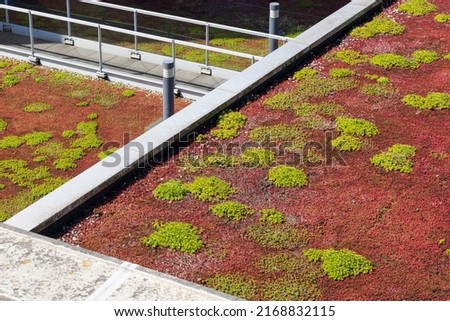 top view of a roof covered in Sedum plants, green roof for water conservation, Crassulaceae Royalty-Free Stock Photo #2168832115