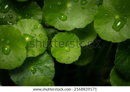 Low key of raindrops on gotu kola leaves. Natural background Centella asiatica (gotu kola) with succulent fresh leaves. Concept natural medicine. 