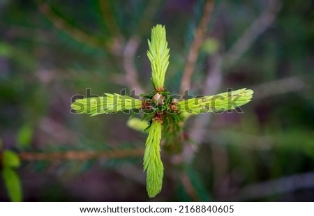 blooming fir branch. Fir branches with fresh shoots in spring. Young growing fir tree sprouts on branch in spring forest. Spruce branches on a green background. fir branch with green buds four. Royalty-Free Stock Photo #2168840605