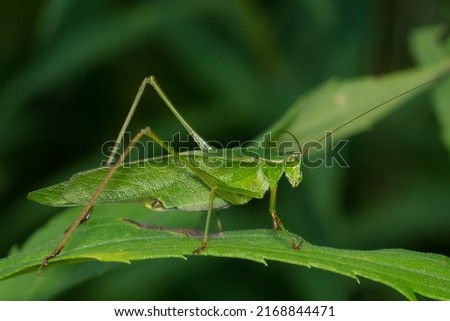 A Fork-tailed Bush Katydid is resting on a green leaf. Taylor Creek Park, Toronto, Ontario, Canada. Royalty-Free Stock Photo #2168844471