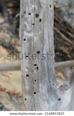 large piece of drift wood with woodpecker holes on a coral island