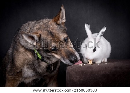 portrait of the old dog mongrel and rabbit