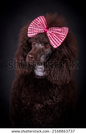 the portrait of the giant brown poodle dog