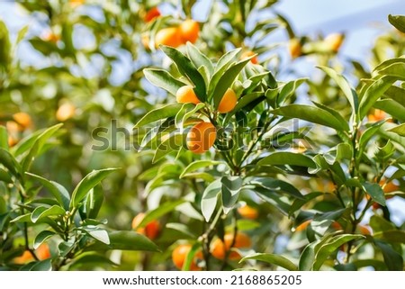 Kumquats grow and mature on the branches of tree among green leaves. Royalty-Free Stock Photo #2168865205