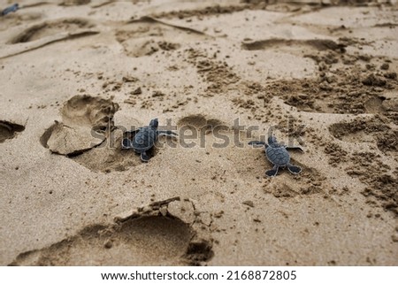 Two turtles walking on the beach in Sukabumi, Indonesia