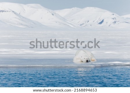 Shot in Svalbard may 2022
