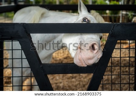 A White Horse in The Cage