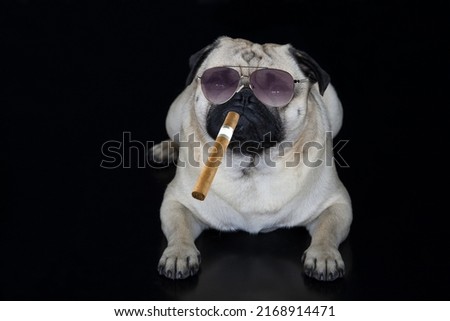 I'm the boss. A pug with sunglasses and a cigar against a black background. The Pug is an intelligent dog that charmingly lets its owner understand what it wants.